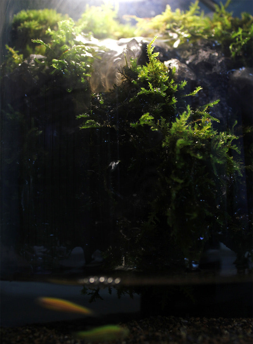 ミニチュア熱帯雨林生態系コレクション