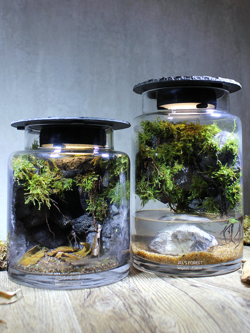 Miniature Rainforest Ecosystem Collection