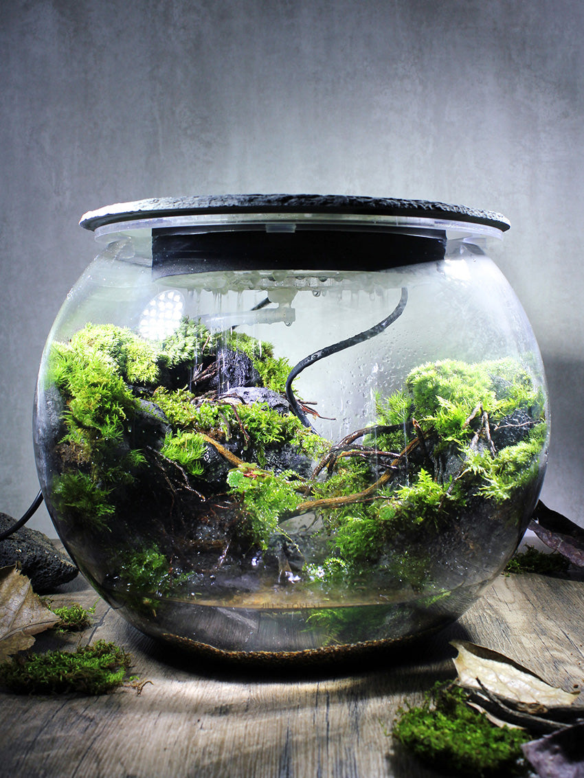 Miniature Rainforest Ecosystem Collection