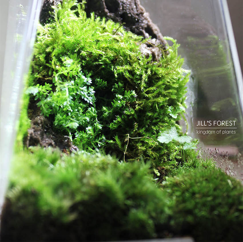 Miniature Rainforest Ecosystem Collection