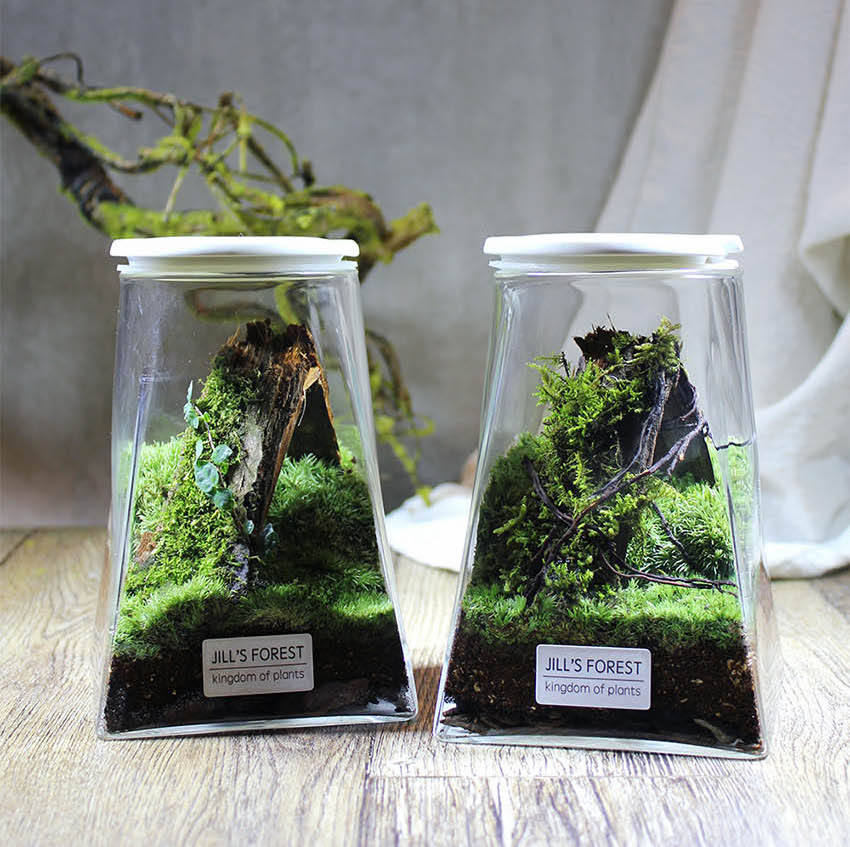 Miniature Rainforest Ecosystem Collection