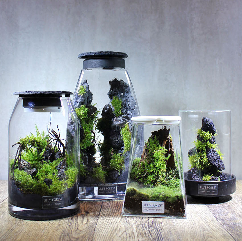 Miniature Rainforest Ecosystem Collection