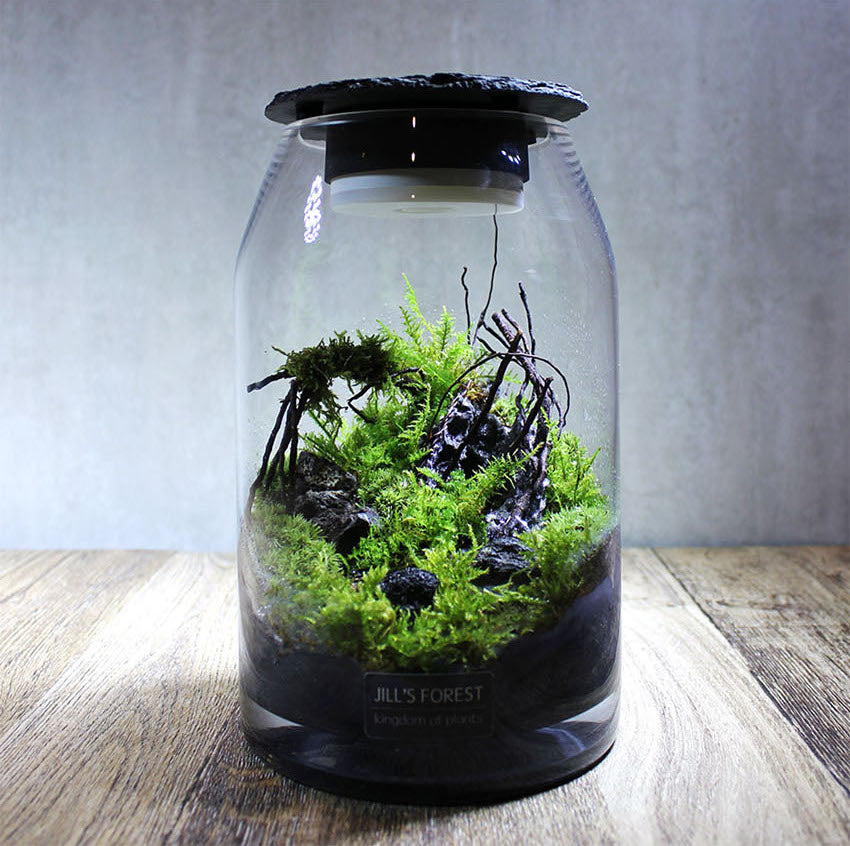 Miniature Rainforest Ecosystem Collection