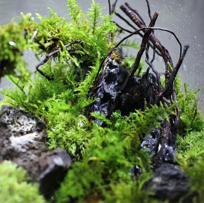 Miniature Rainforest Ecosystem Collection