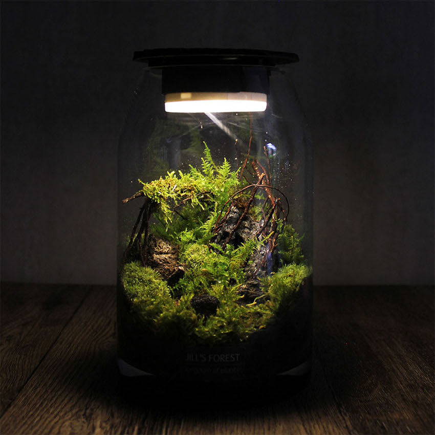 Miniature Rainforest Ecosystem Collection