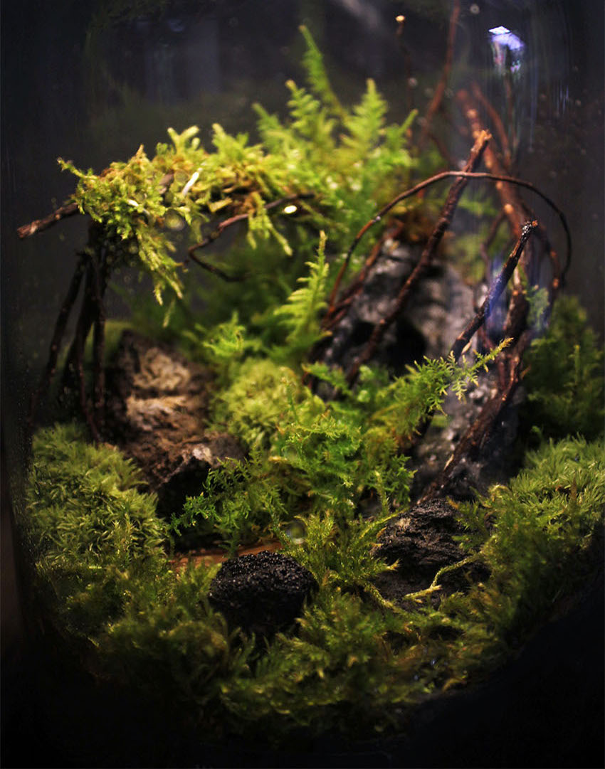 Miniature Rainforest Ecosystem Collection