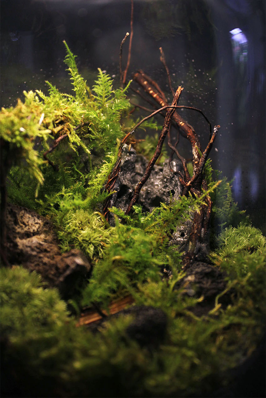 Miniature Rainforest Ecosystem Collection