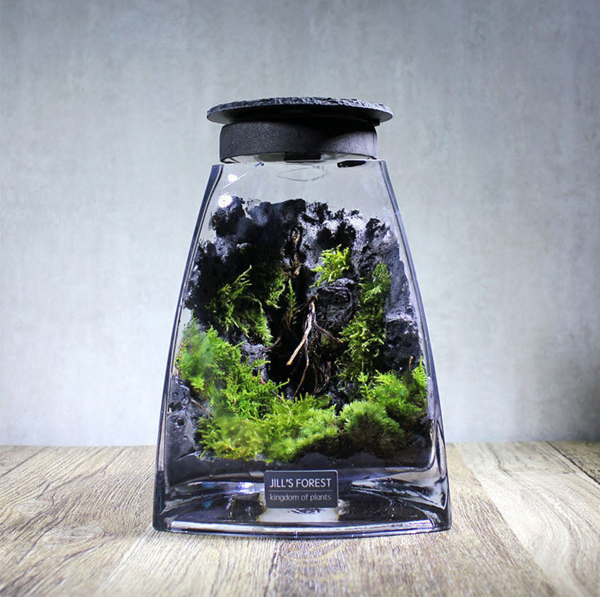 Miniature Rainforest Ecosystem Collection