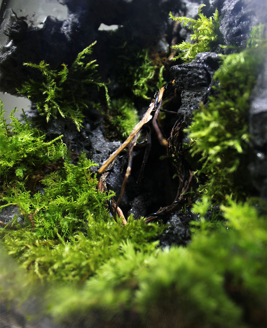 Miniature Rainforest Ecosystem Collection