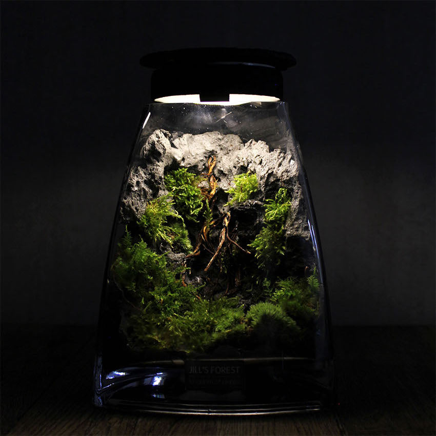 Miniature Rainforest Ecosystem Collection