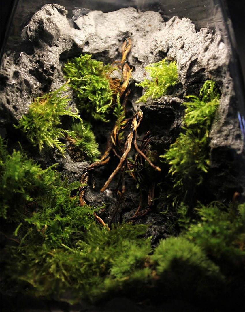 Miniature Rainforest Ecosystem Collection