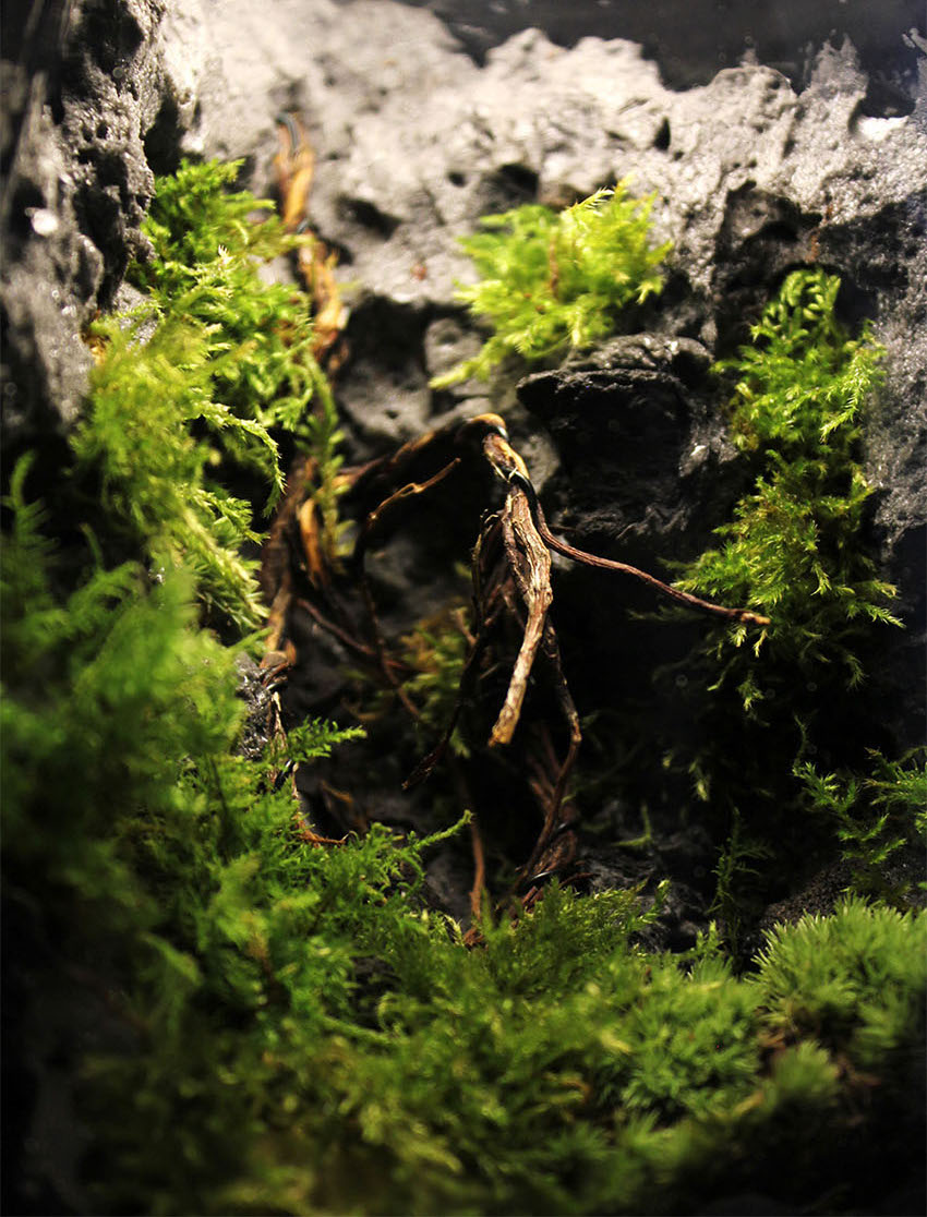 Miniature Rainforest Ecosystem Collection