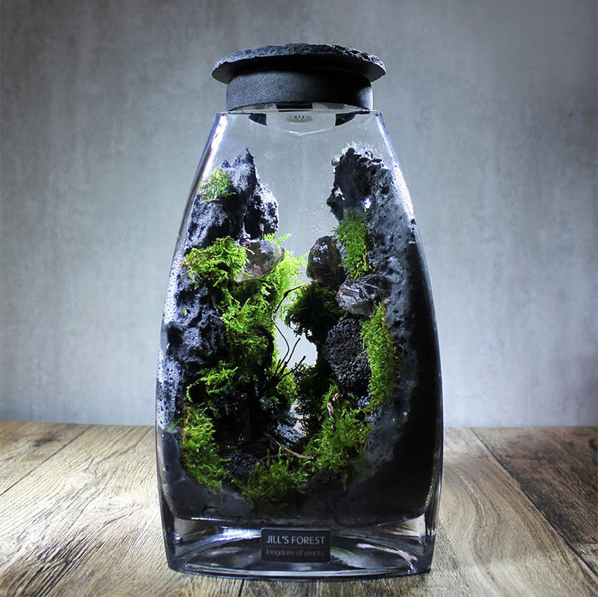 Miniature Rainforest Ecosystem Collection