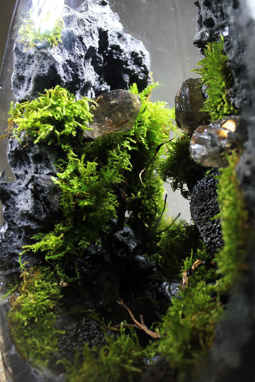 Miniature Rainforest Ecosystem Collection