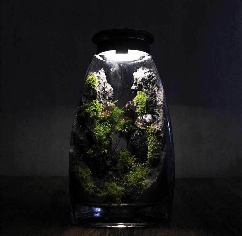 Miniature Rainforest Ecosystem Collection