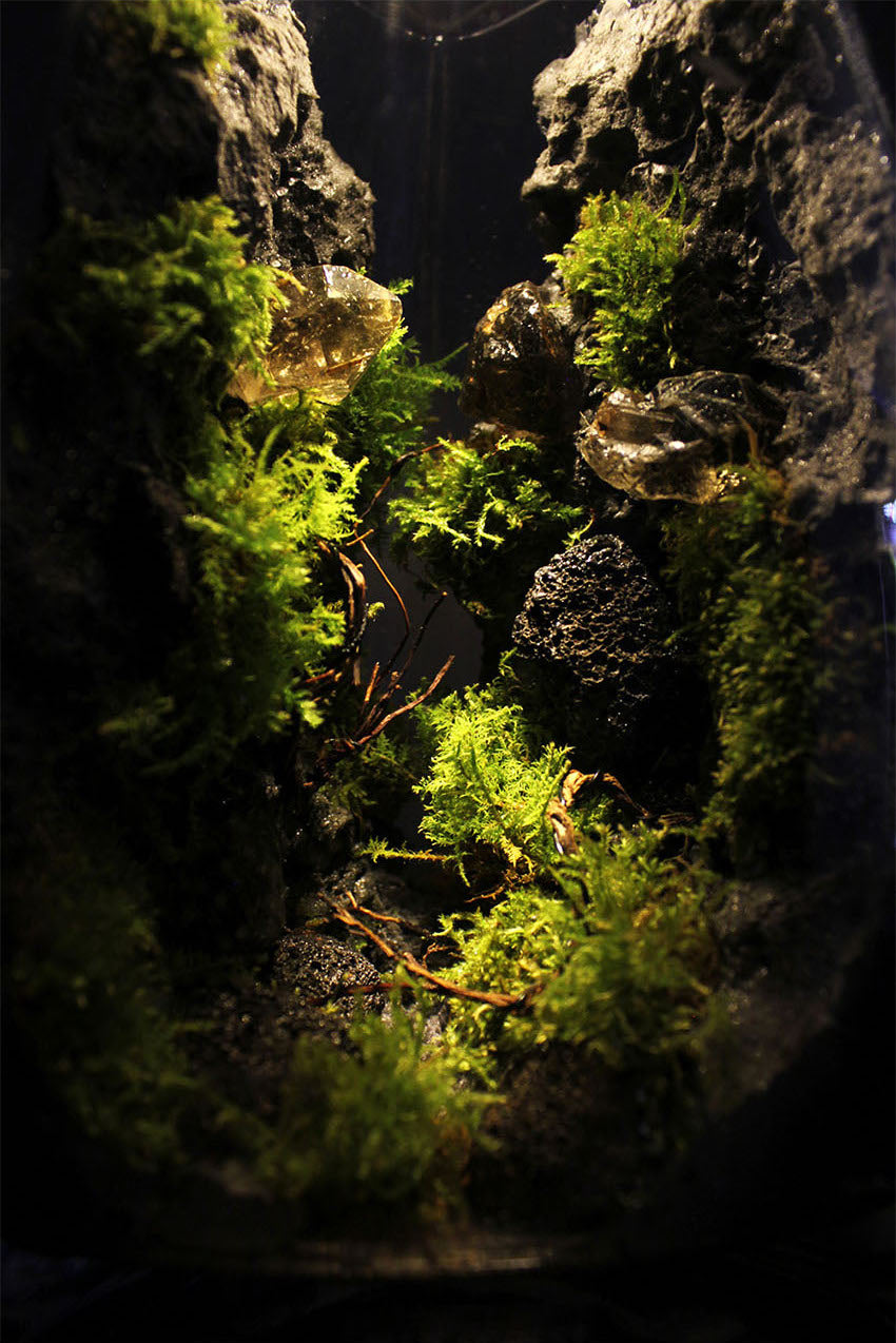 Miniature Rainforest Ecosystem Collection