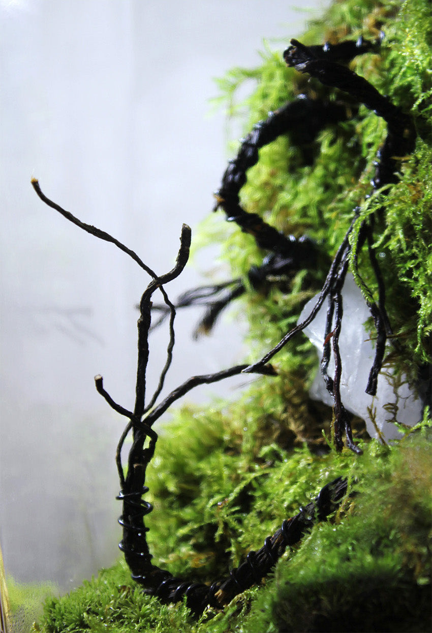 Miniature Rainforest Ecosystem Collection