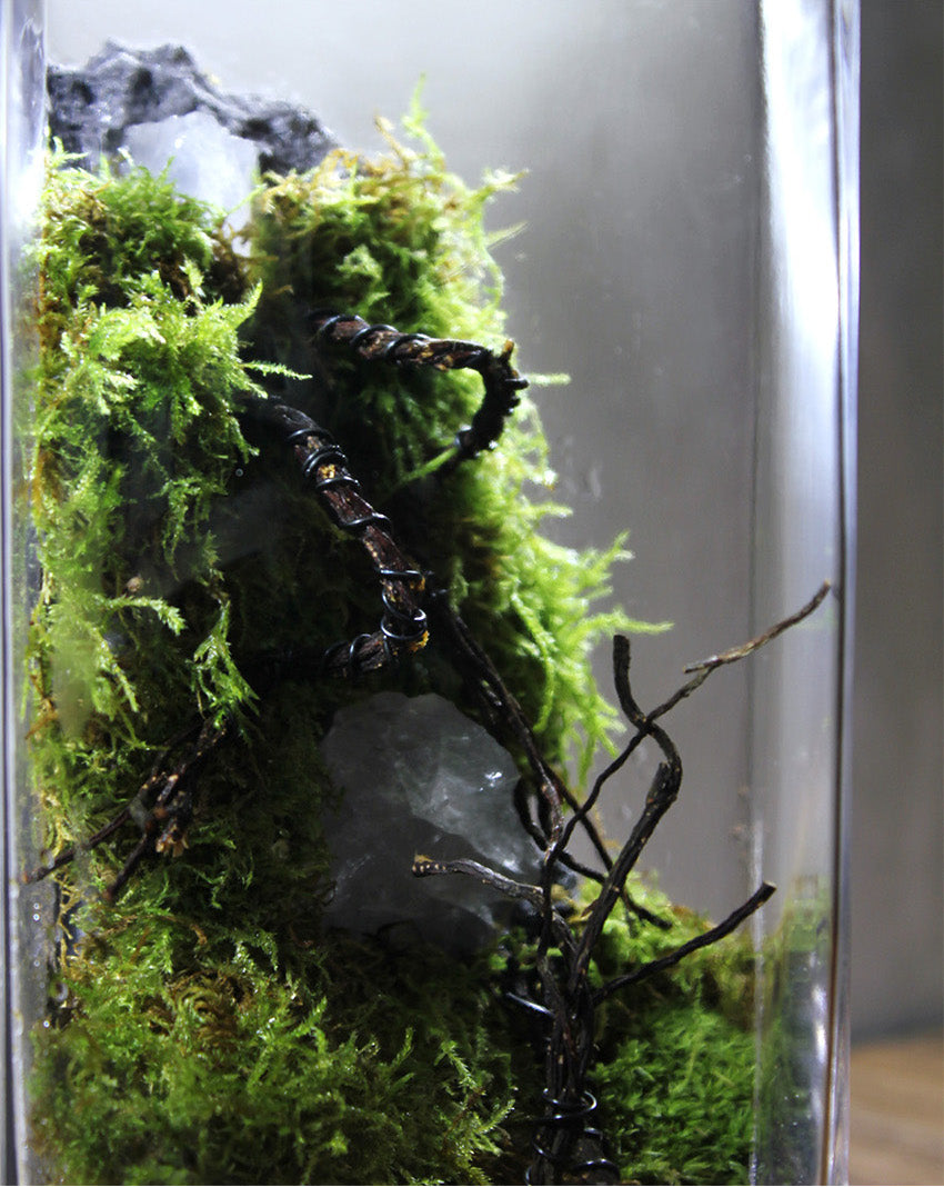 Miniature Rainforest Ecosystem Collection