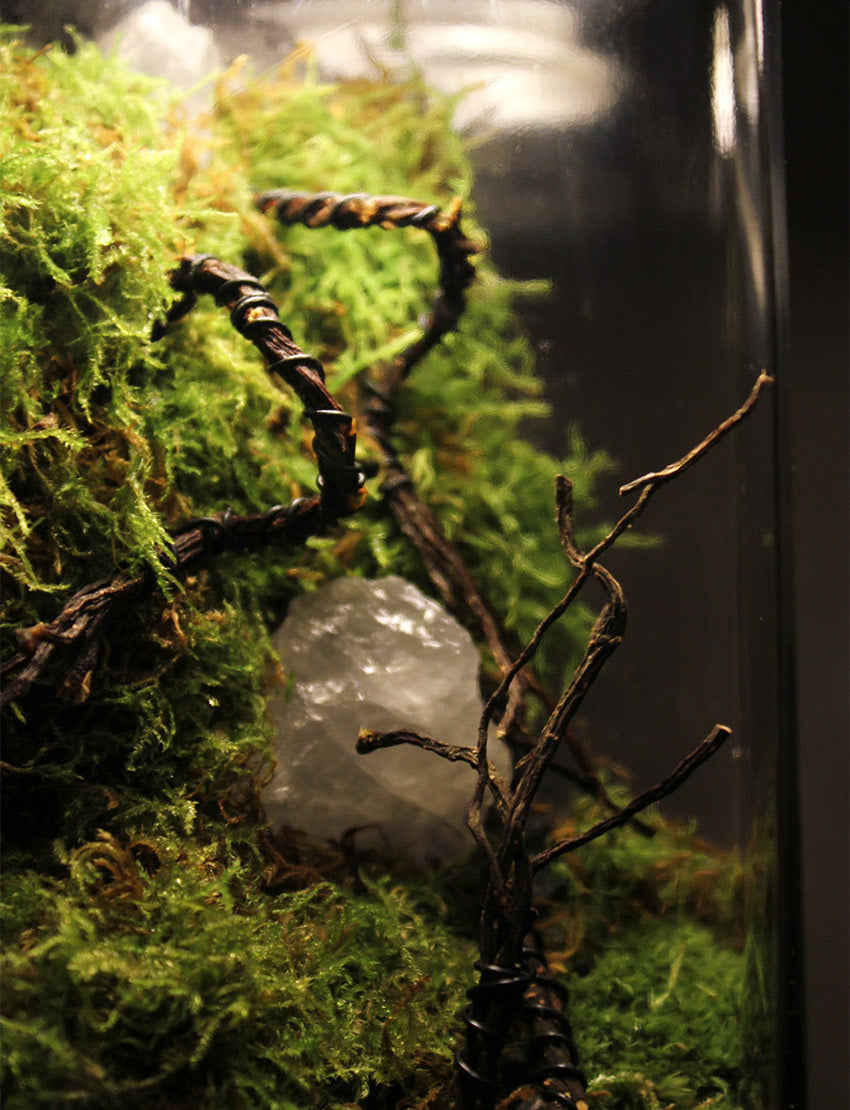 Miniature Rainforest Ecosystem Collection