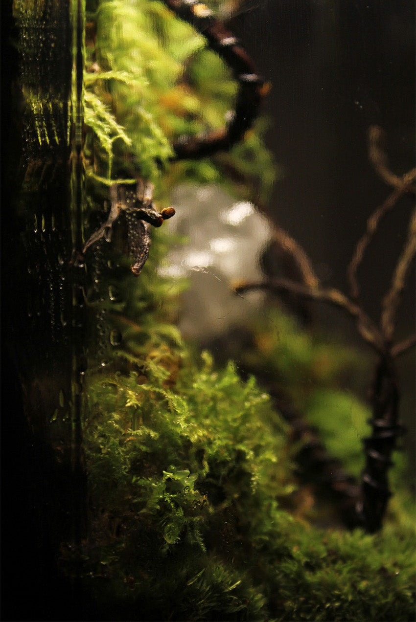 Miniature Rainforest Ecosystem Collection