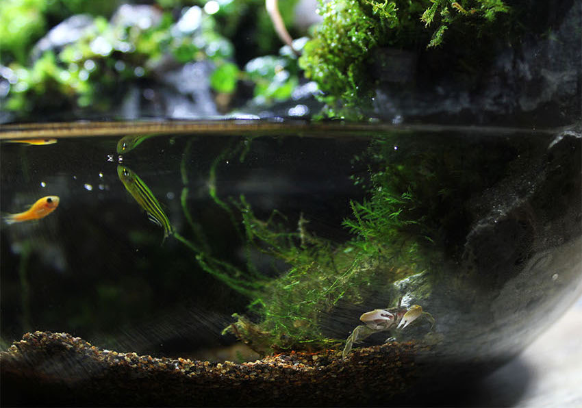 Miniature Rainforest Ecosystem Collection