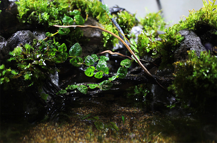 Miniature Rainforest Ecosystem Collection