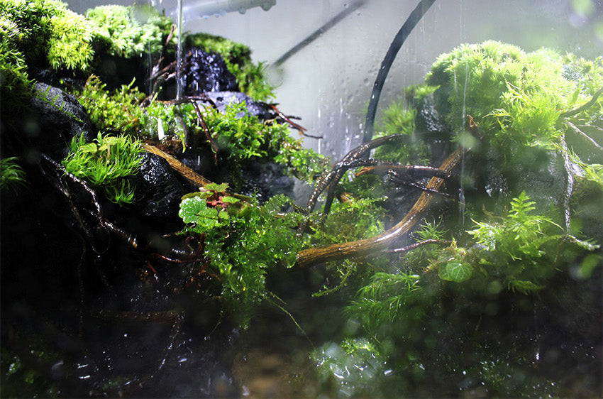 Miniature Rainforest Ecosystem Collection