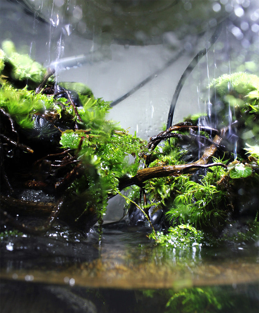 Miniature Rainforest Ecosystem Collection