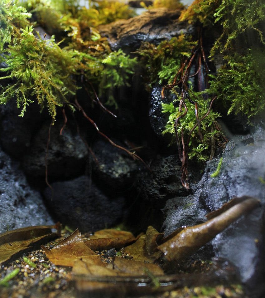 Miniature Rainforest Ecosystem Collection