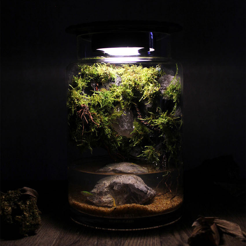 Miniature Rainforest Ecosystem Collection