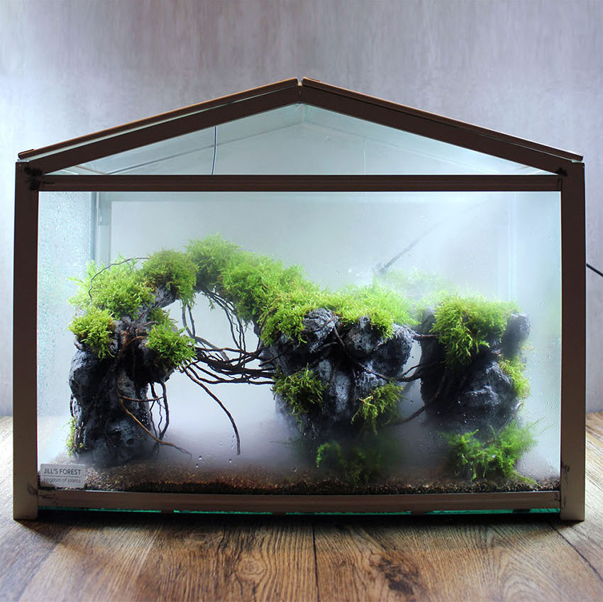 Miniature Rainforest Ecosystem Collection