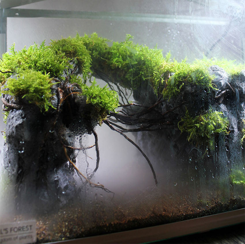 Miniature Rainforest Ecosystem Collection