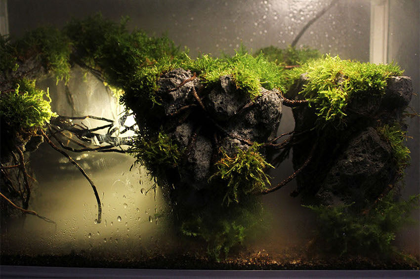 Miniature Rainforest Ecosystem Collection