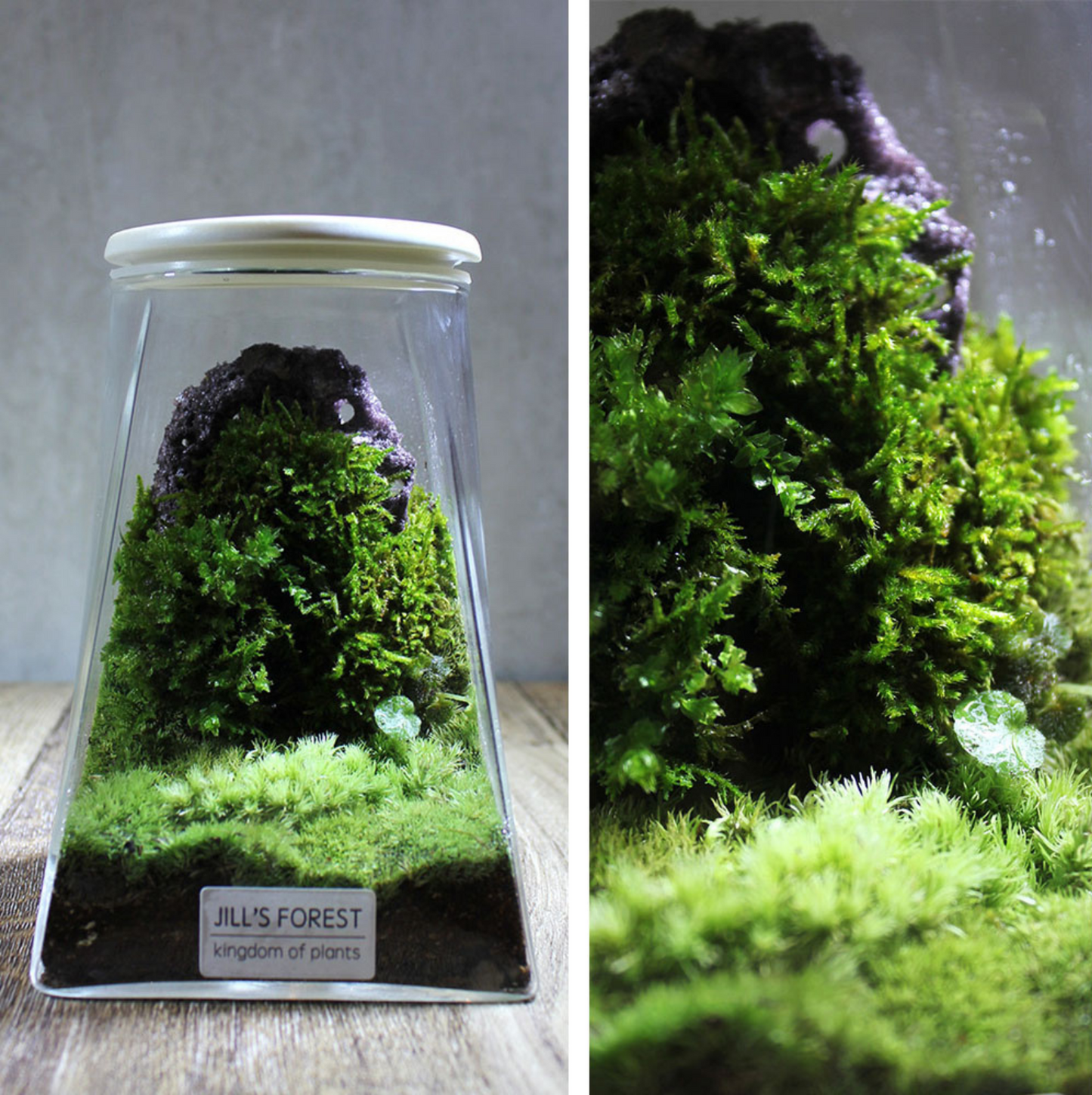 Miniature Rainforest Ecosystem Collection