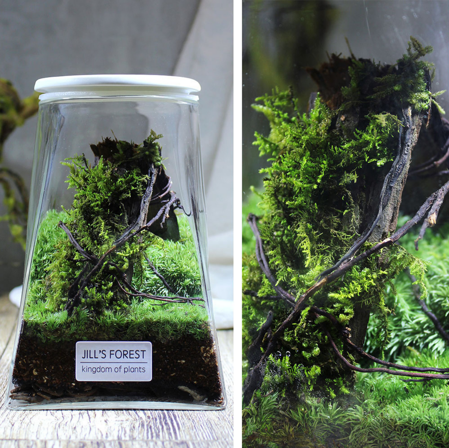 Miniature Rainforest Ecosystem Collection