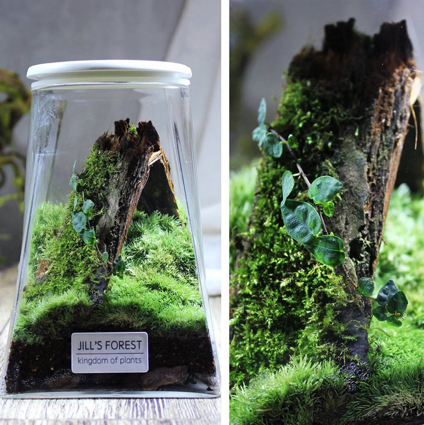 Miniature Rainforest Ecosystem Collection