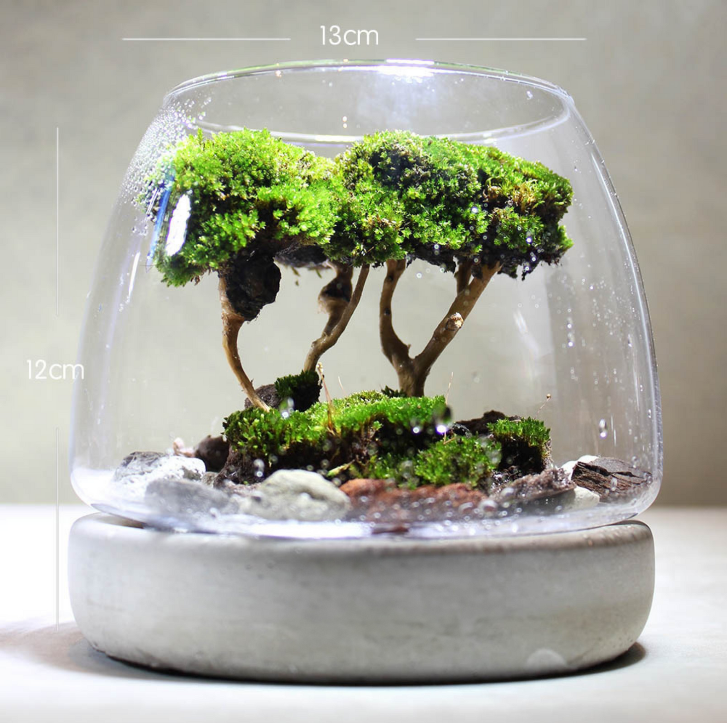 Miniature Rainforest Ecosystem Collection