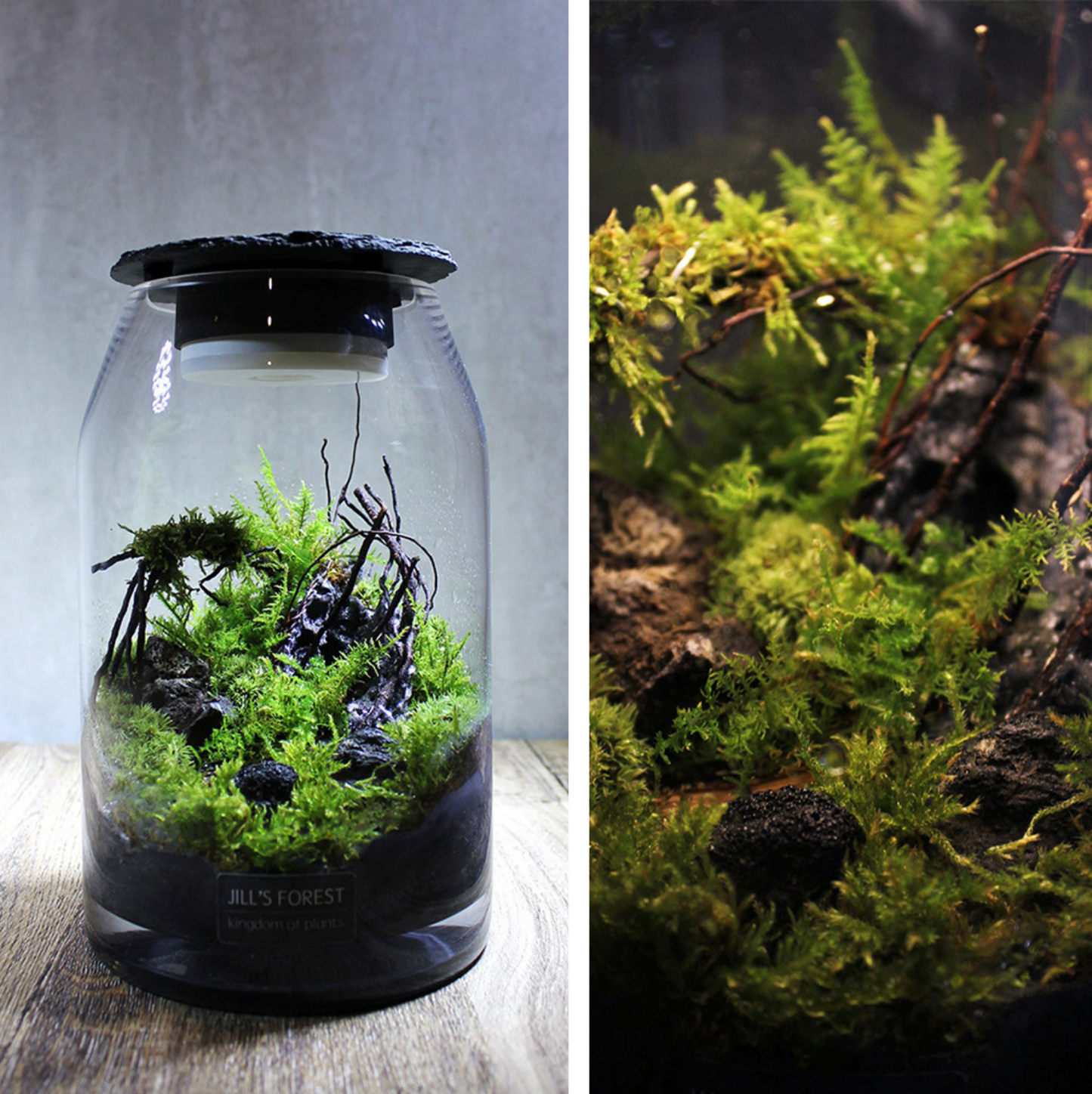 Miniature Rainforest Ecosystem Collection