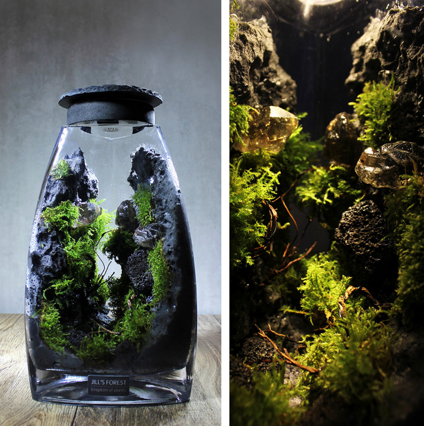 Miniature Rainforest Ecosystem Collection