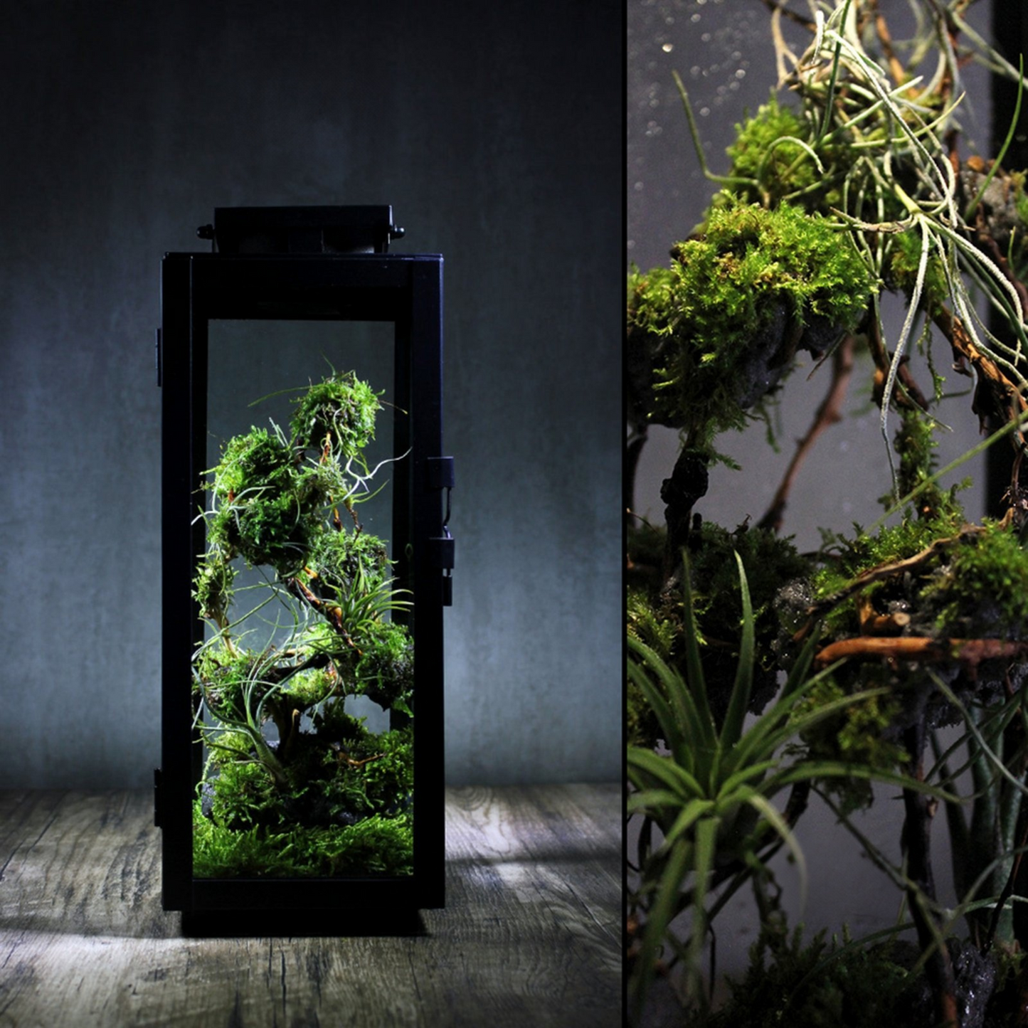 Miniature Rainforest Ecosystem Collection