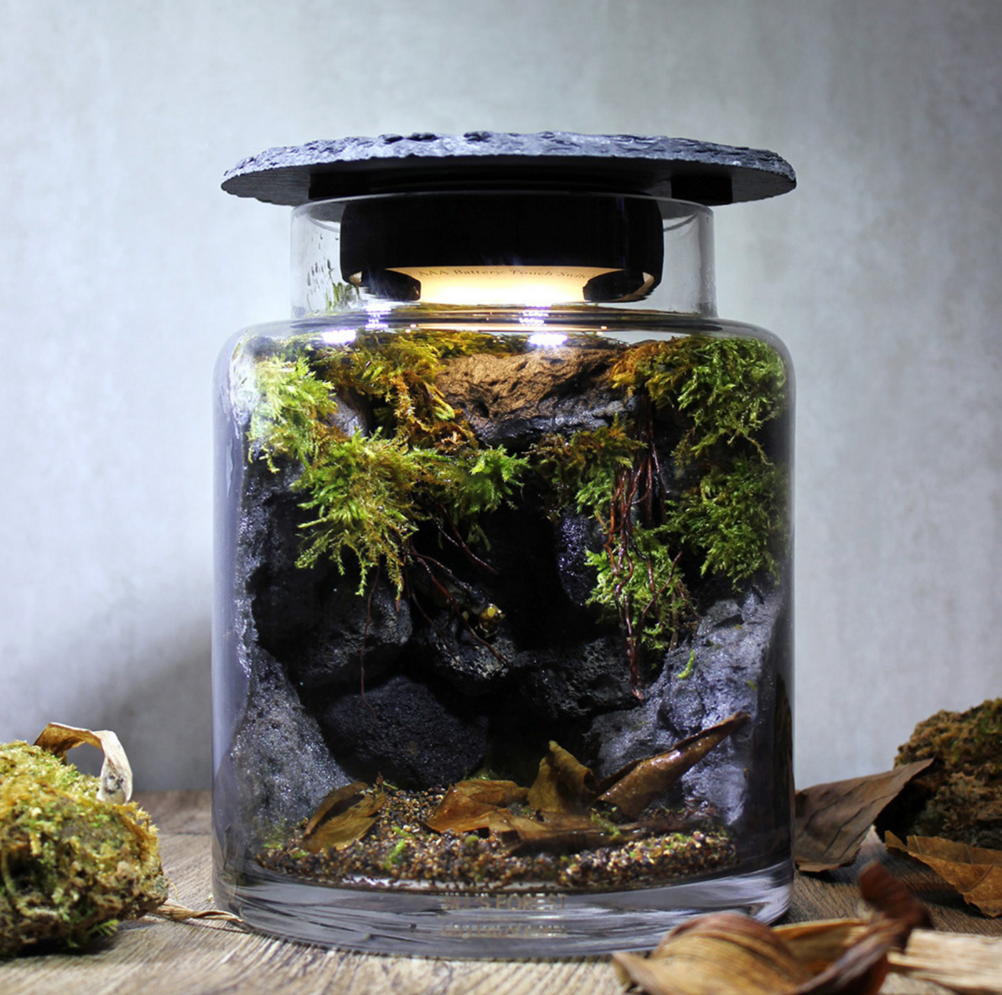 Miniature Rainforest Ecosystem Collection