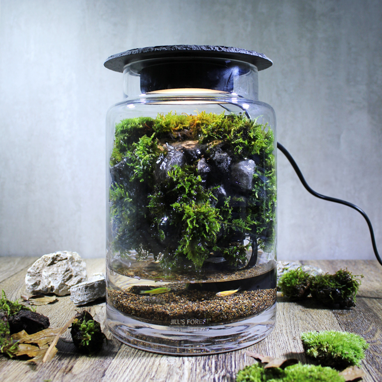 Miniature Rainforest Ecosystem Collection