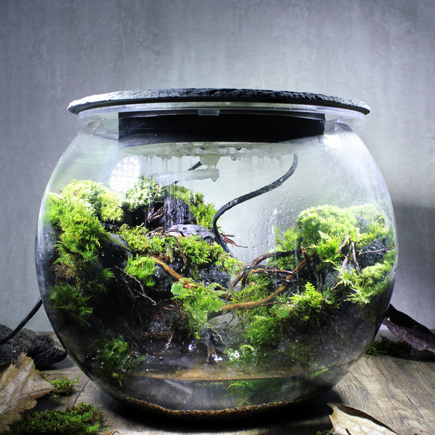 Miniature Rainforest Ecosystem Collection