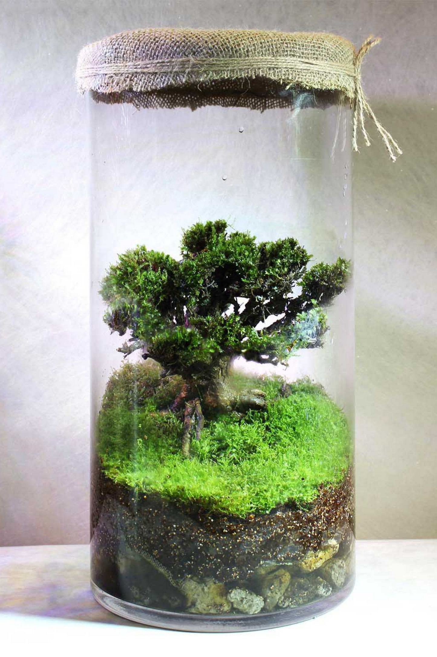 Miniature Rainforest Ecosystem Collection