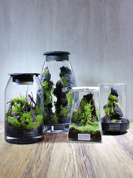 Miniature Rainforest Ecosystem Collection
