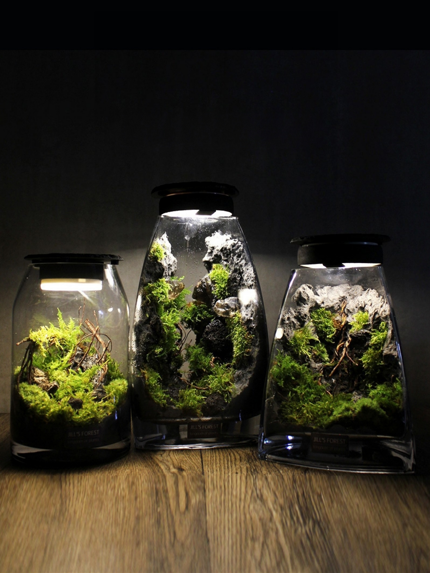 Miniature Rainforest Ecosystem Collection