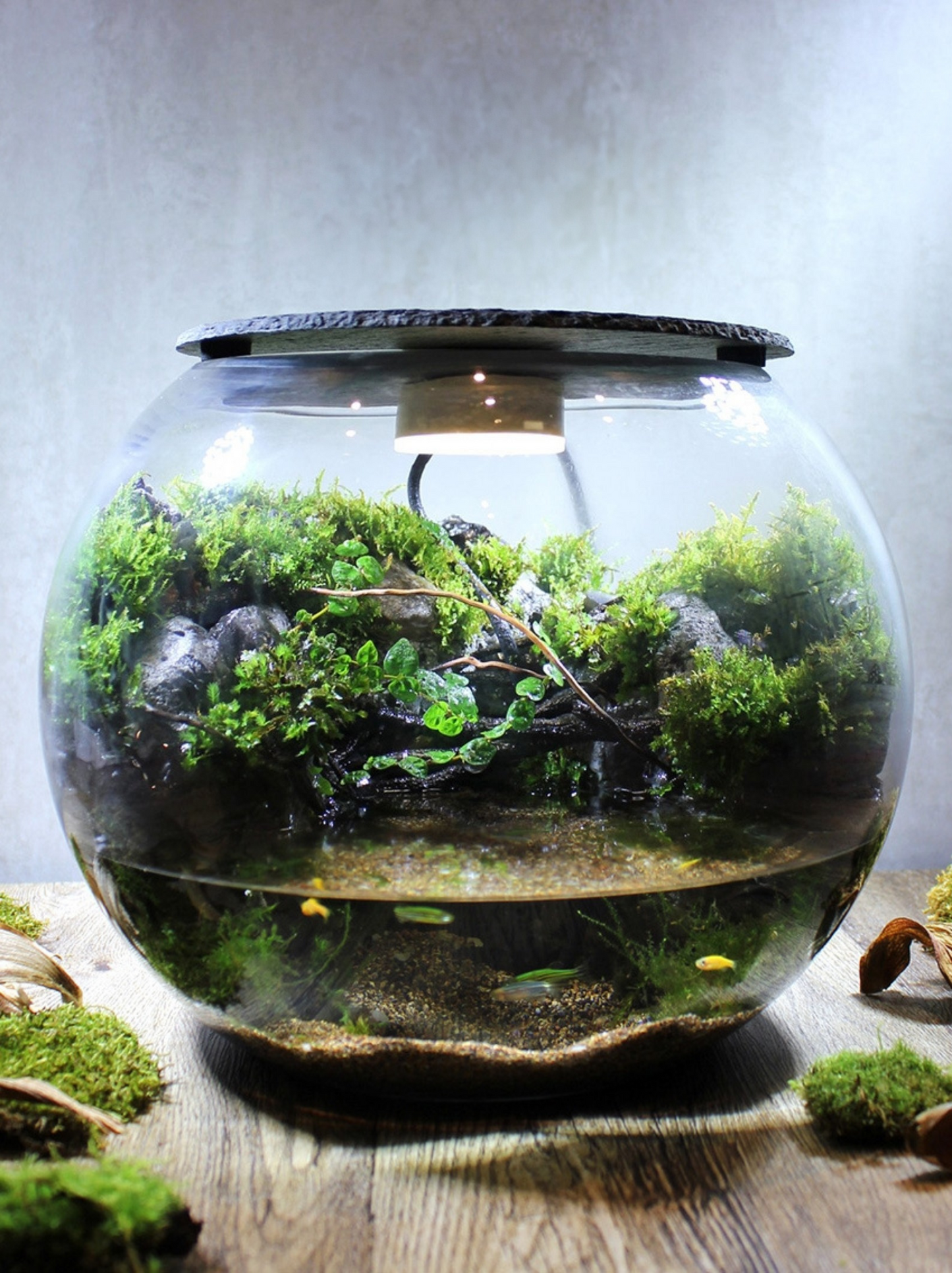 Miniature Rainforest Ecosystem Collection