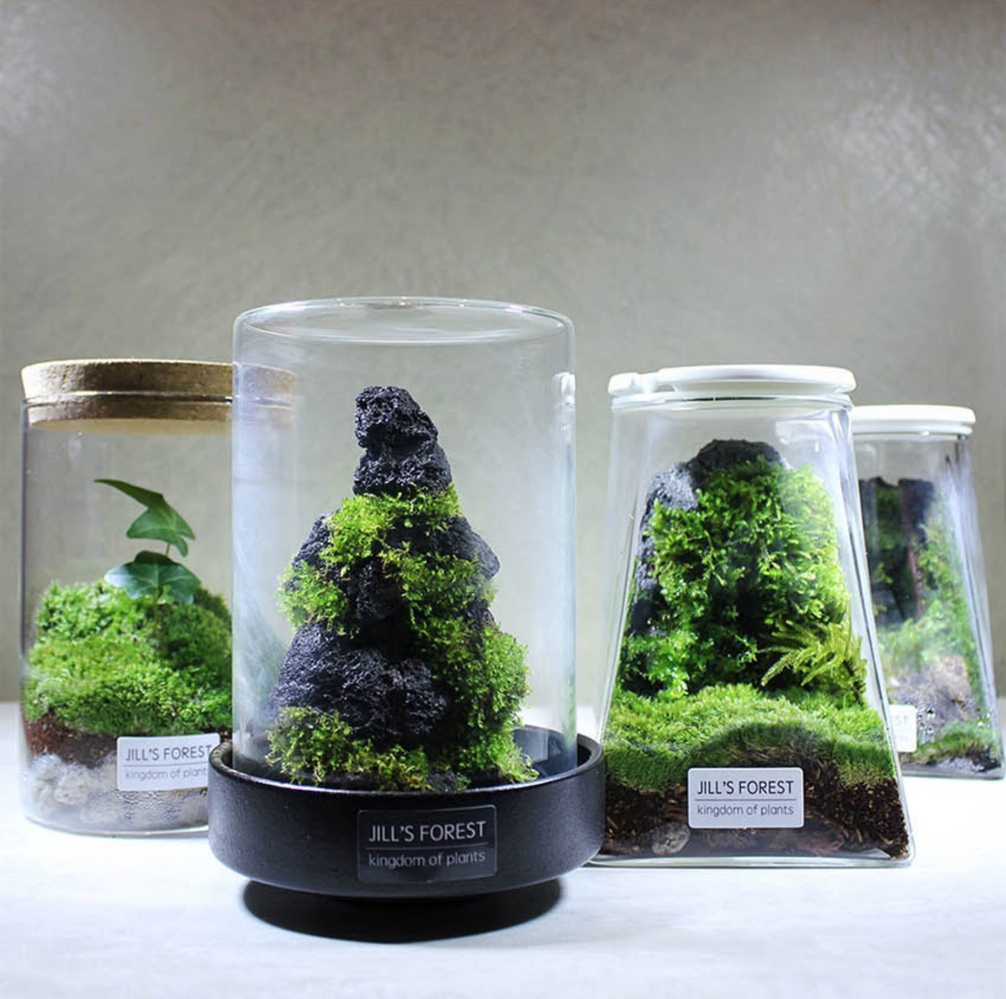 Miniature Rainforest Ecosystem Collection