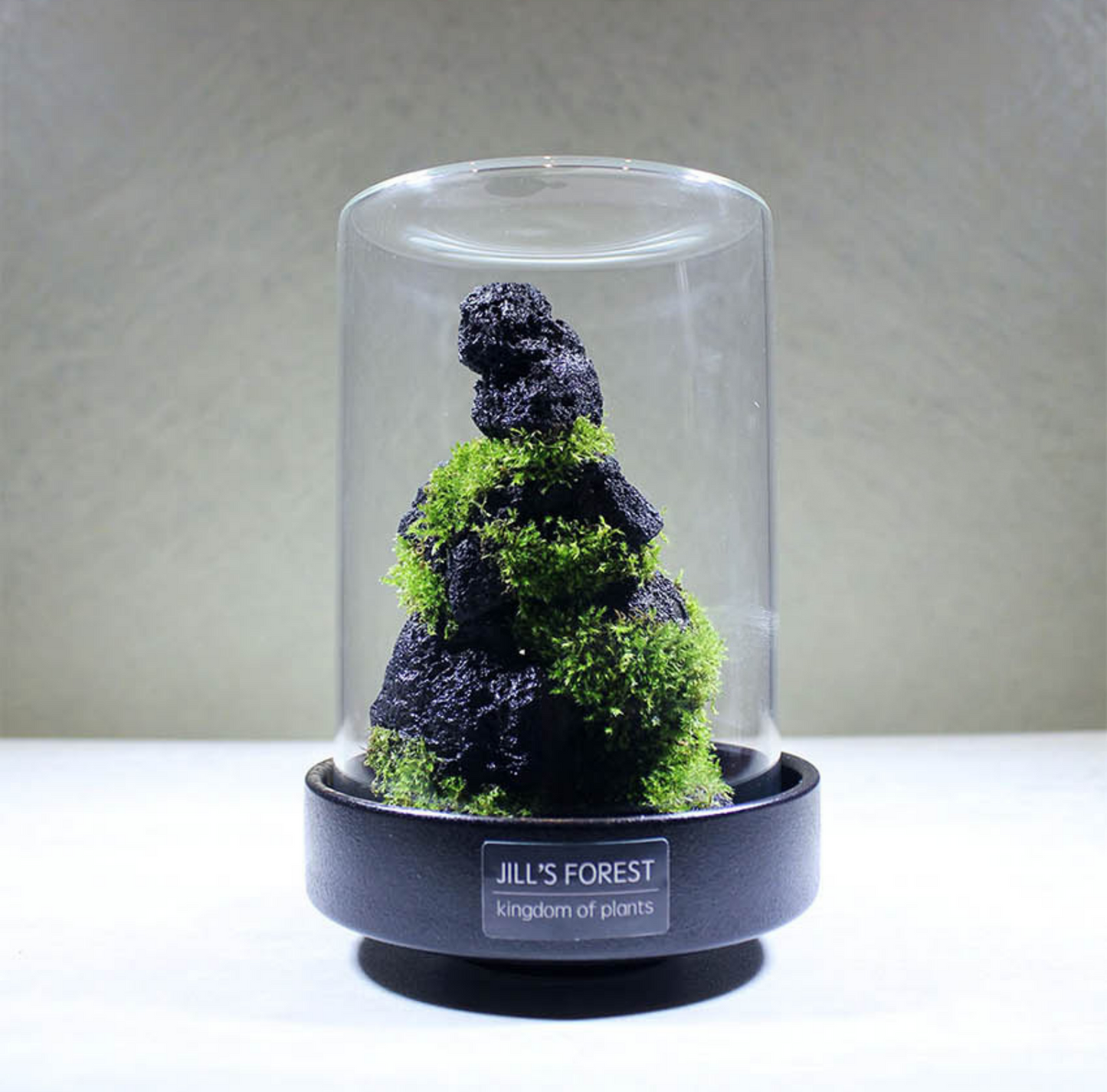 Miniature Rainforest Ecosystem Collection