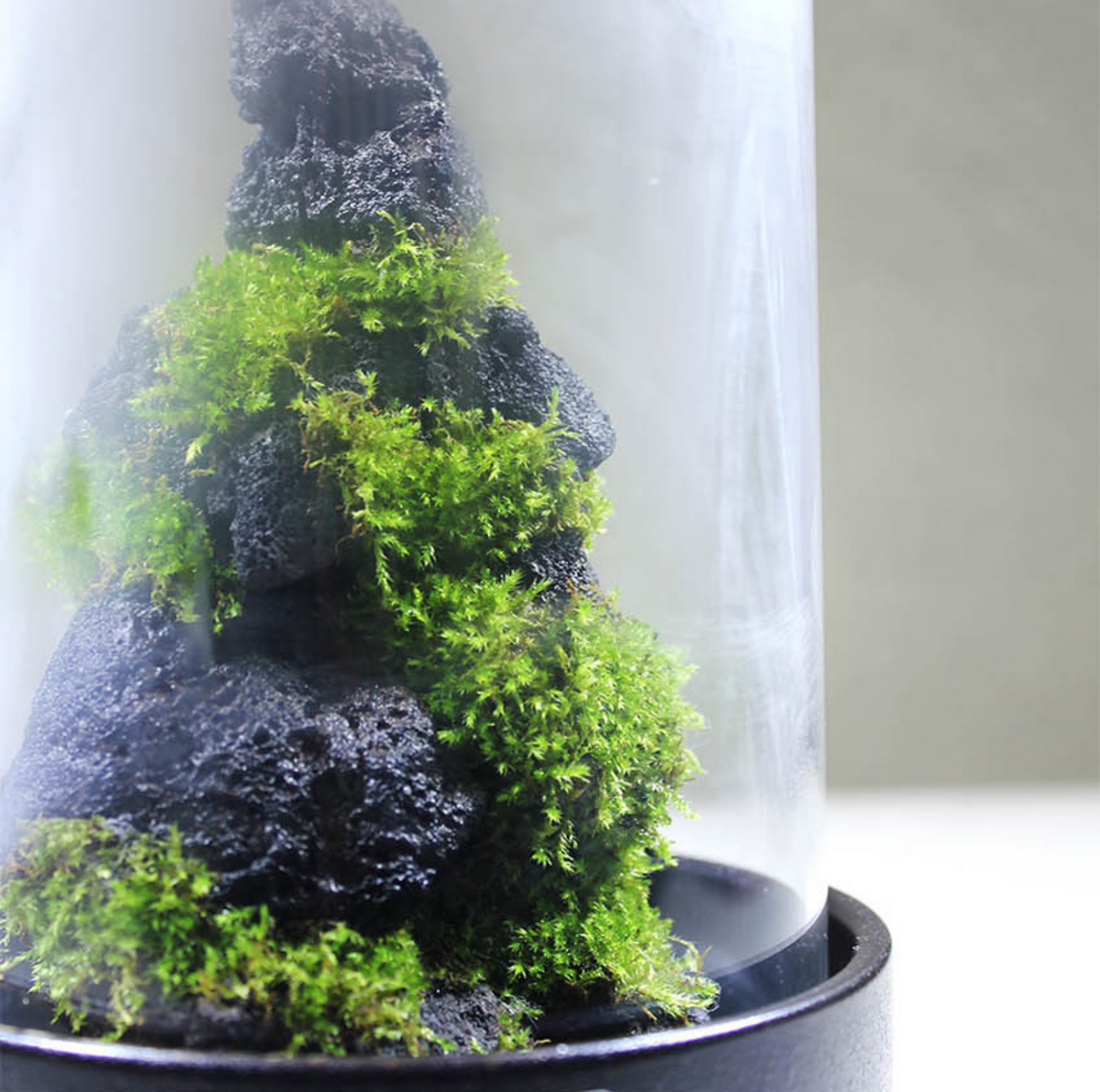 Miniature Rainforest Ecosystem Collection